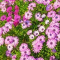 Colorful flowers of Osteospermum African Daisies