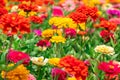 Colorful flowers in park in front of Batumi State University, Georgia Royalty Free Stock Photo