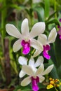 Colorful Flowers At Peradeniya Royal Botanical Garden Kandy, Sri Lanka Royalty Free Stock Photo