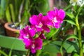 Colorful Flowers At Peradeniya Royal Botanical Garden Kandy, Sri Lanka Royalty Free Stock Photo