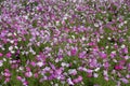 Colorful flowers of petunias in the garden Royalty Free Stock Photo