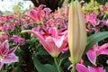 Colorful flowers. Pink Asiatic lily flower.