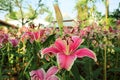 Colorful flowers. Pink Asiatic lily flower.