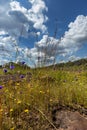 Colorful flowers plant natural pattern design travel tropical