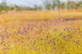 Colorful flowers plant natural pattern design travel tropical