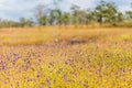 Colorful flowers plant pattern art nature background in Northeast Thailand national park