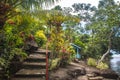 Colorful flowers in the pacific island of Samoa, Upolu