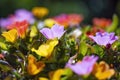 The colorful flowers of the portulaca umbraticola Kunth Royalty Free Stock Photo