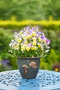 Colorful flowers in a pot Pansies