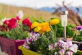 Colorful flowers in pots on the balcony Royalty Free Stock Photo