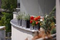 Colorful flowers in pots on balcony or loggia fence, railing decoration in city. Colorful pots with flowers outdoors. Flower bed Royalty Free Stock Photo