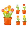 Colorful flowers in pots Royalty Free Stock Photo