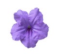 Colorful flowers purple waterkanon or ruellia tuberosa blooming top view isolated on white background with clipping path
