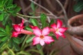Colorful flowers red desert rose patterns or adenium blooming in garden background
