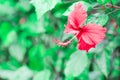 Colorful flowers red hibiscus with long yellow pillen or chaba flower blooming in garden background Royalty Free Stock Photo