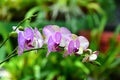 Colorful Flowers At Royal Botanical Garden Peradeniya, Sri Lanka Royalty Free Stock Photo