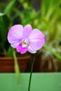 Colorful Flowers At Royal Botanical Garden Peradeniya, Sri Lanka Royalty Free Stock Photo