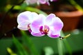 Colorful Flowers At Royal Botanical Garden Peradeniya, Sri Lanka Royalty Free Stock Photo