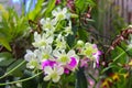 Colorful Flowers At Royal Botanical Garden Peradeniya, Sri Lanka. Includes More Than 4000 Species Of Plants Royalty Free Stock Photo