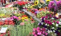colorful flowers for sale in a Dutch nursery Royalty Free Stock Photo