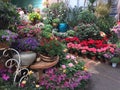 Colorful flowers for sale at store Nanning city