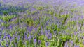 Colorful flowers salvia flowers, purple lavender spur flowers garden