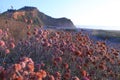 Colorful flowers by sea