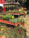 Colorful flowers selling at store Nanning city