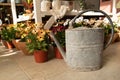 Colorful flowers with sheet metal watering can in a bright, sunny interior