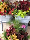 Colorful flowers in stainless steel tubs