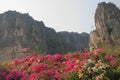 The colorful flowers and the stone mountain