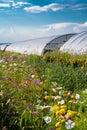 Colorful Flowers in Meadow in Front of Greenhouse