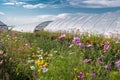 Colorful Flowers in Meadow in Front of Greenhouse