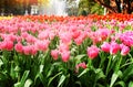 Colorful flowers sweet pink tulip with green stem , leaves and water drops blooming big group  in nature garden Royalty Free Stock Photo