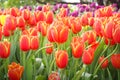 Colorful flowers sweet red tulip with green stem , leaves and water drops blooming in garden , nature  morning background Royalty Free Stock Photo