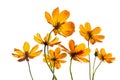 Colorful flowers transparent on isolated white background, vibrant color Royalty Free Stock Photo