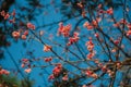 Colorful flowers on tree branches at sunset