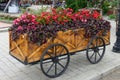 Colorful flowers on trolley or cart wooden in garden Royalty Free Stock Photo