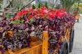 Colorful flowers on trolley or cart wooden in garden Royalty Free Stock Photo