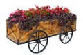 Colorful flowers on trolley or cart wooden in garden on a white background. Isolated. Royalty Free Stock Photo