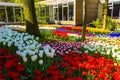 Colorful flowers tulips daffodils in Keukenhof park Lisse Holland Netherlands Royalty Free Stock Photo