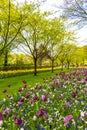 Colorful flowers tulips daffodils in Keukenhof park Lisse Holland Netherlands Royalty Free Stock Photo