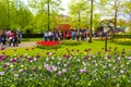 Colorful flowers tulips daffodils in Keukenhof park Lisse Holland Netherlands Royalty Free Stock Photo