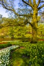 Colorful flowers tulips daffodils in Keukenhof park Lisse Holland Netherlands Royalty Free Stock Photo