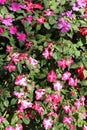 Colorful Vinca Flowers