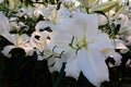 Colorful flowers. White Asiatic lily flower.