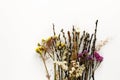 Colorful flowers and willow buds isolated on white background, h Royalty Free Stock Photo