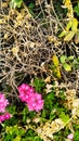 Colorful flowers and wither grass