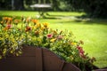 Colorful flowers in a wooden wheelbarrow Royalty Free Stock Photo