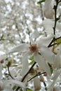 Colorful flowers, world gardens. Magnolia. Royalty Free Stock Photo